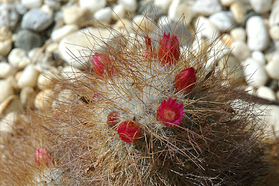 Mammillaria rekoi (Oaxaca, Mexico)