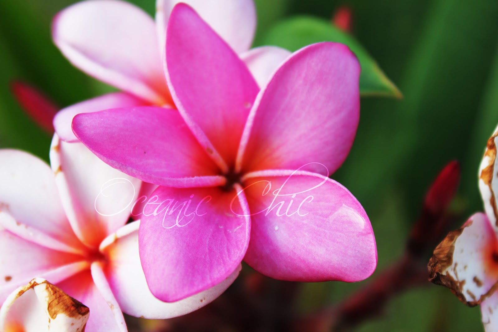 ... spots make the pink flowers of hawaii smile in just the right way