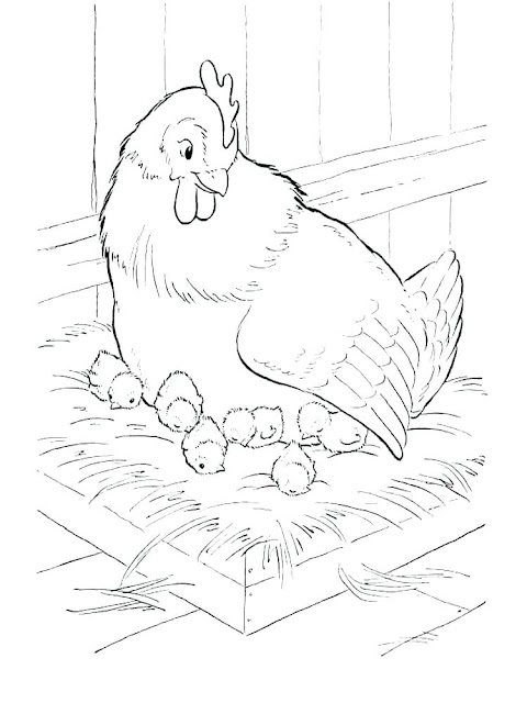 sketsa gambar ayam untuk anak tk