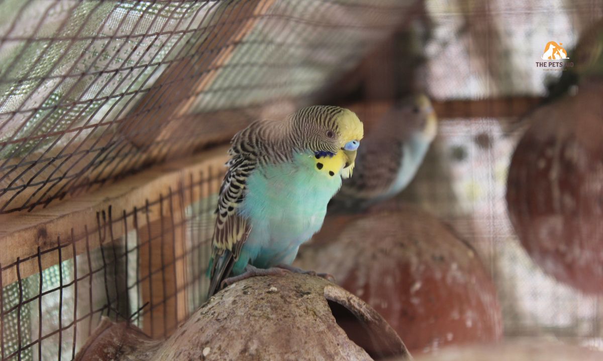 Why is my budgie not going in the breeding box