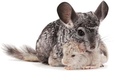 Beautiful Chinchillas Parent