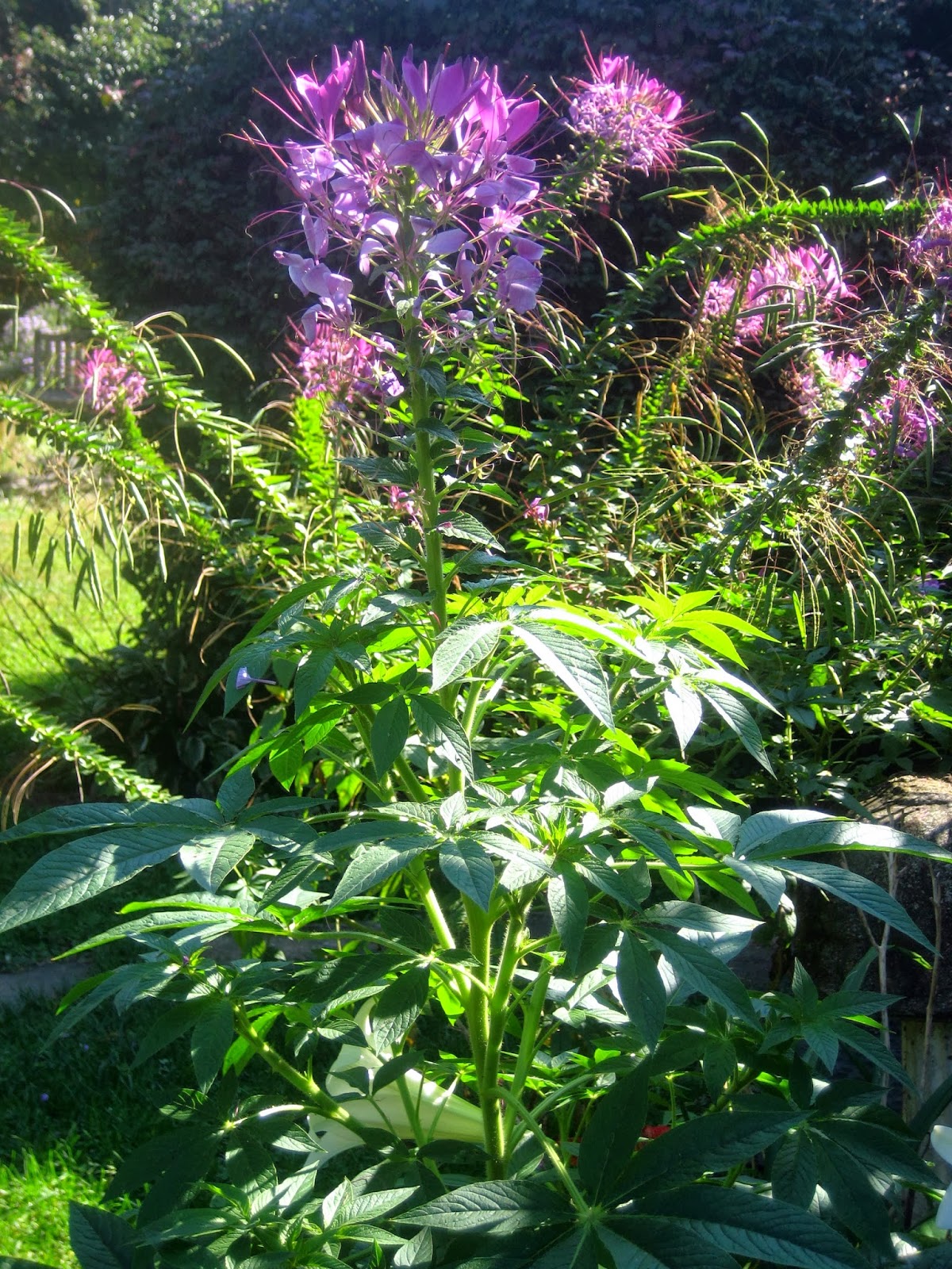 Hummingbird Plants