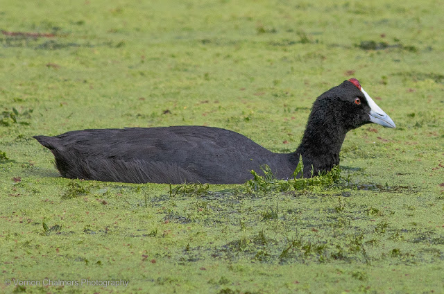 Red-Knobbed Coot Intaka Island Copyright Vernon Chalmers