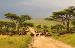 5 Top-Rated Tourist Attractions In Tanzania - Must See Places 2023