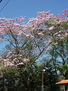 Bela árvore florida no bairro Jardim Martinelli, Penedo