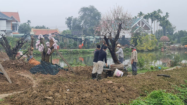 Dịch vụ chăm sóc Đào sau Tết tại Hà Nội| Thuê đào, chăm sóc đào tại vườn đào Nhật Tân Hà Nội