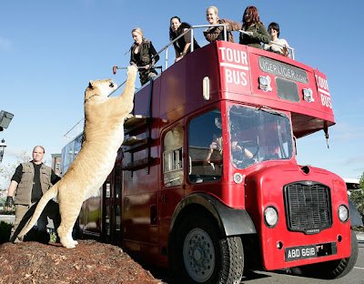 Hercules, The World’s Largest Big Cat Seen On www.coolpicturegallery.net