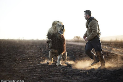 big cats-Lion whisperer Kevin Richardson-hotographer Adrian Steirn-