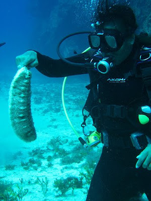 Flamingo Tongue Snail