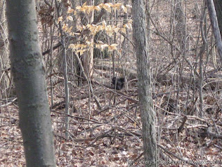 Black Squirrel