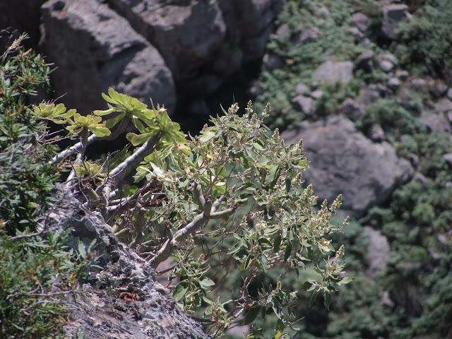 Sideritis guayedrae 02