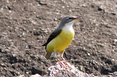 Gray Wagtail