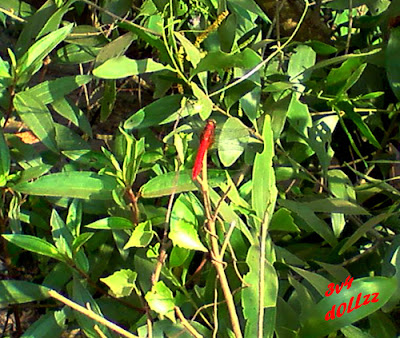 Capung Merah. Kehijauan Rerumputan dan Dedaunan - Greeny Grasses