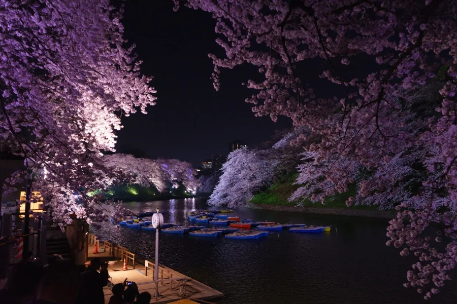 2015年　ライトアップされた千鳥ヶ淵の夜桜