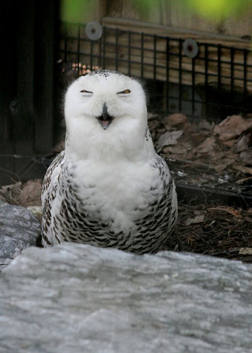 pictures-of-funny-laughing-owls