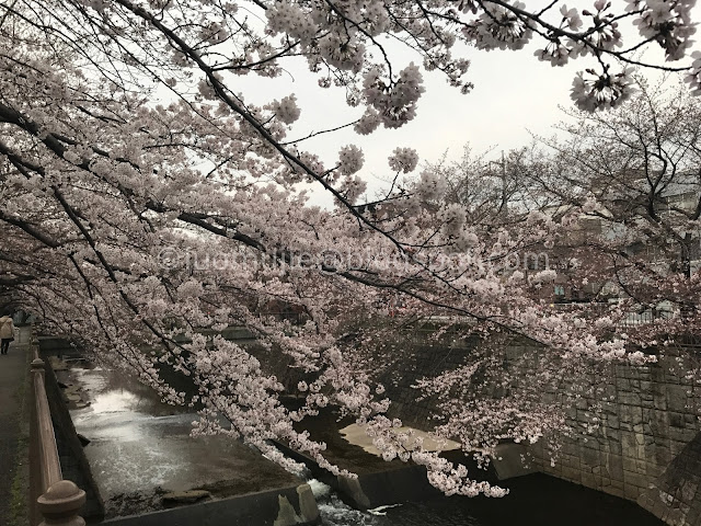 Japan cherry blossoms