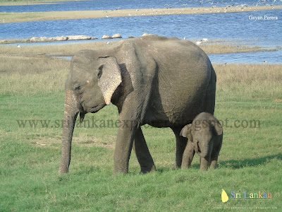 www.srilankanexplorer.blogspot.com