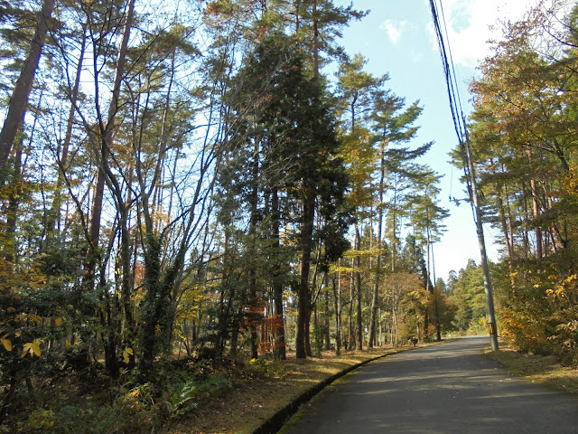 別荘地の紅葉