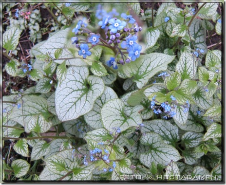 Brunnera_JackFrost