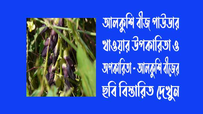 আলকুশি বীজ পাউডার খাওয়ার উপকারিতা ও অপকারিতা - আলকুশি বীজের ছবি