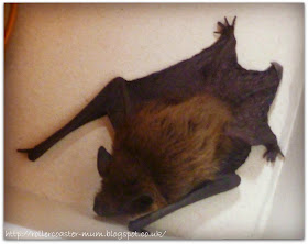 Pipistrelle bat , baby