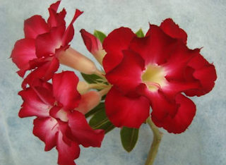 Rosa do deserto - adenium 