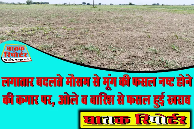 रायसेन/सिलवानी, लगातार बदलते मौसम से मूंग की फसल नष्ट होने की कगार पर, ओले व बारिश से फसल हुई खराब।