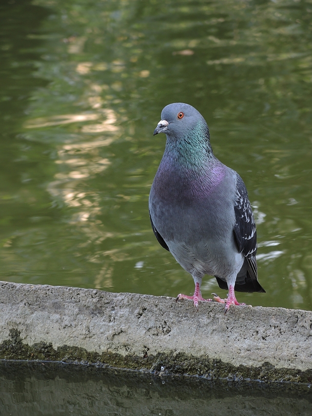 Parijs: Parc Des Buttes Chamont