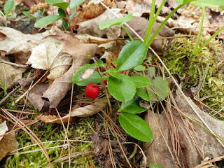 Gaulthérie couchée - Gaultheria procumbens - Gaulthérie du Canada