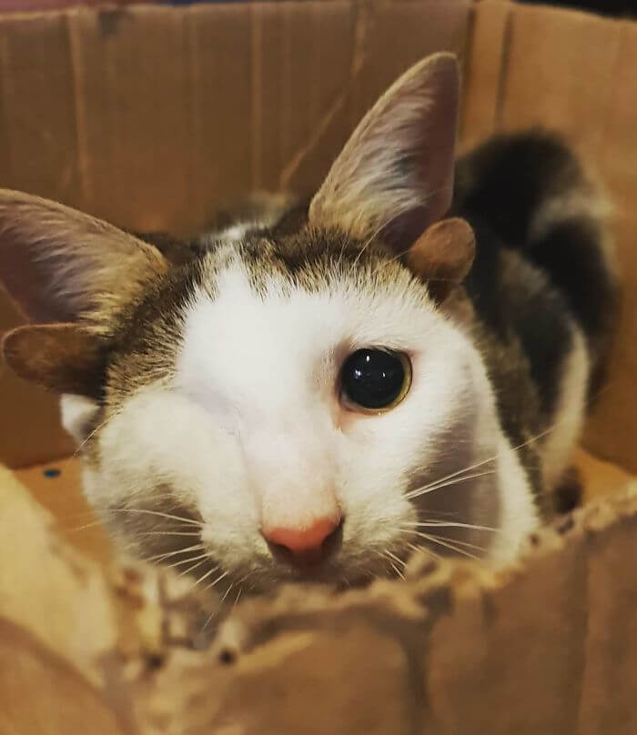 Rescue Kitty With Four Ears And One Eye Finally Found A Forever Home