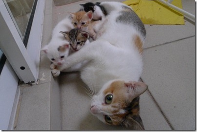 Mommy cat and her four kittens