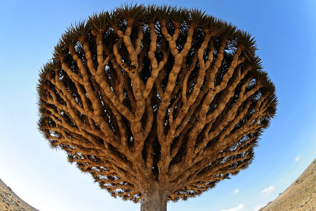 Dragon Blood Tree, Socotra, Yemen