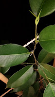 ficus benjamina