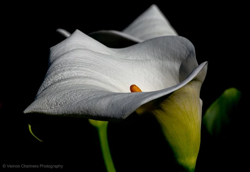 Canon Photography Flower Training Constantia, Cape Town