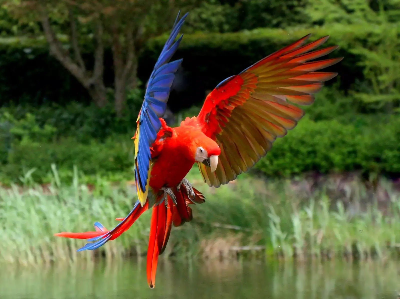  Gambar  Burung  Kakatua Berwarna Gambar  Burung 