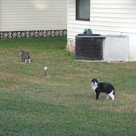 Black and White Male Cat Missing - Probably Brother of Mystic Elsie