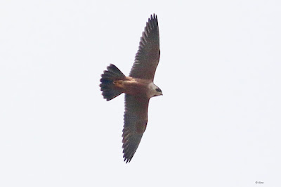 Peregrine Falcon (Shaheen)