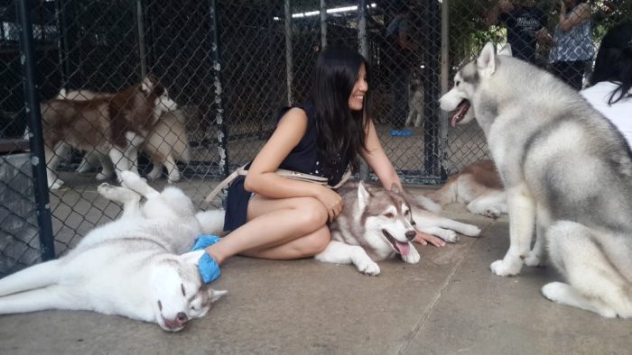 husky cafe bangkok, husky house cafe bangkok, thailand husky cafe, husky cafe thailand, husky cafe, true love cafe bangkok, true love caf, true love cafe, truelove at neverland bangkok, truelove at neverland, dog cafe in phuket, husky cafe in bangkok, true love restaurant, cafe husky, dog cafe in thailand, dog cafe, animal cafe bangkok,