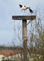 Stork on platform