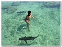 swim with shark karimunjawa island