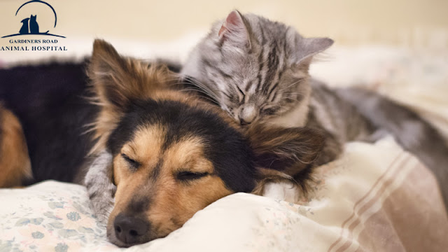 Parasite Control Service - How Do Flea & Tick Treatments Work on Cats and Dogs?