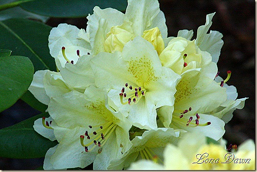 Capistrano2_Rhoddy