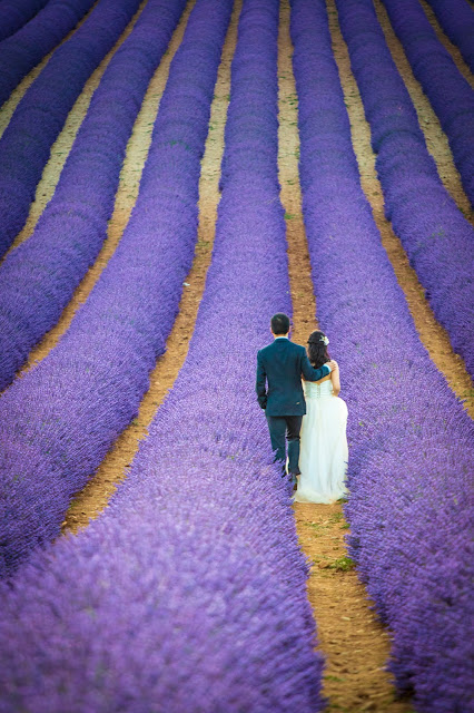 Valensole-Sposi nel campo di lavanda al tramonto