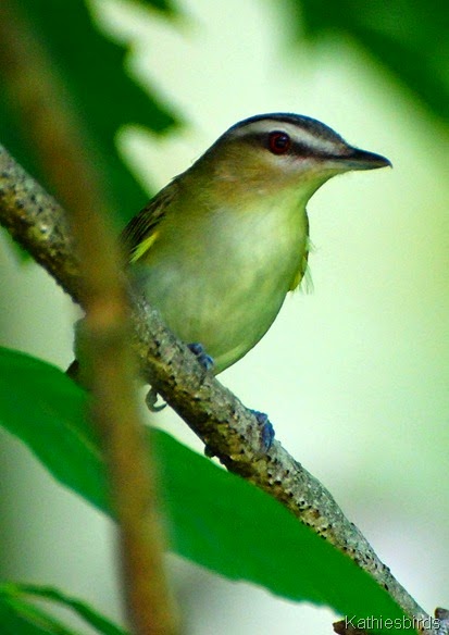 10. Red-eyed vireo-kab