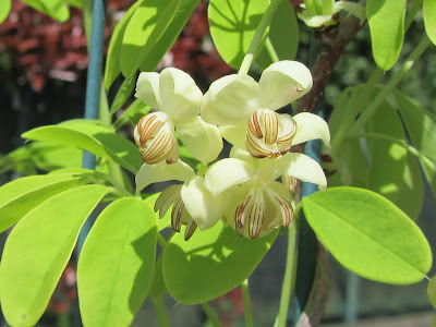 Fiori Bianchi Akebia quinata var. Alba