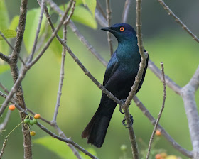 Black-bellied Starling