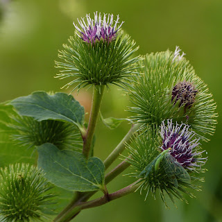 Grote klis, Arctium lappa, grote klit, kliswortel, dokkewortel, schuftwortel, burdock