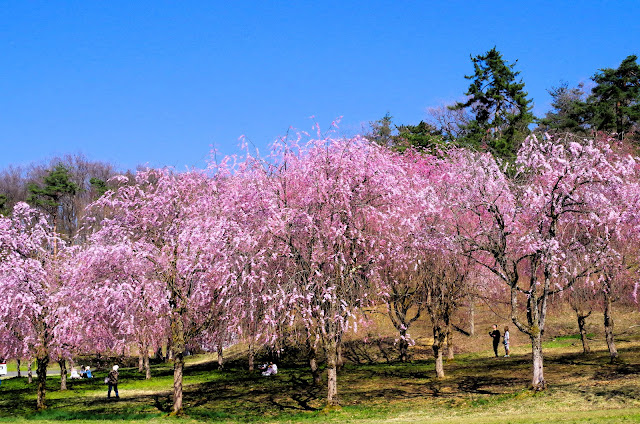 長岡市悠久山公園的垂枝櫻花園。