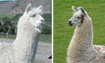 Perbedaan antara Alpaka & Llama