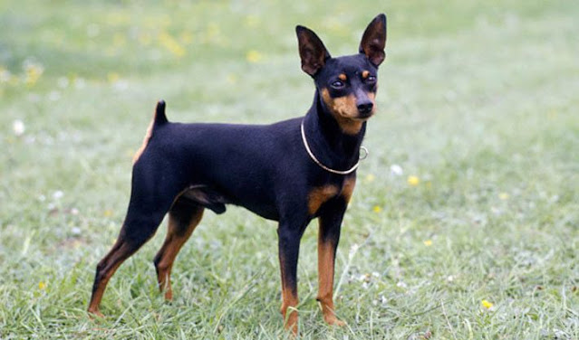 "Miniature Pinscher dog - A spirited and fearless breed, showcasing its energetic personality and small but mighty stature."